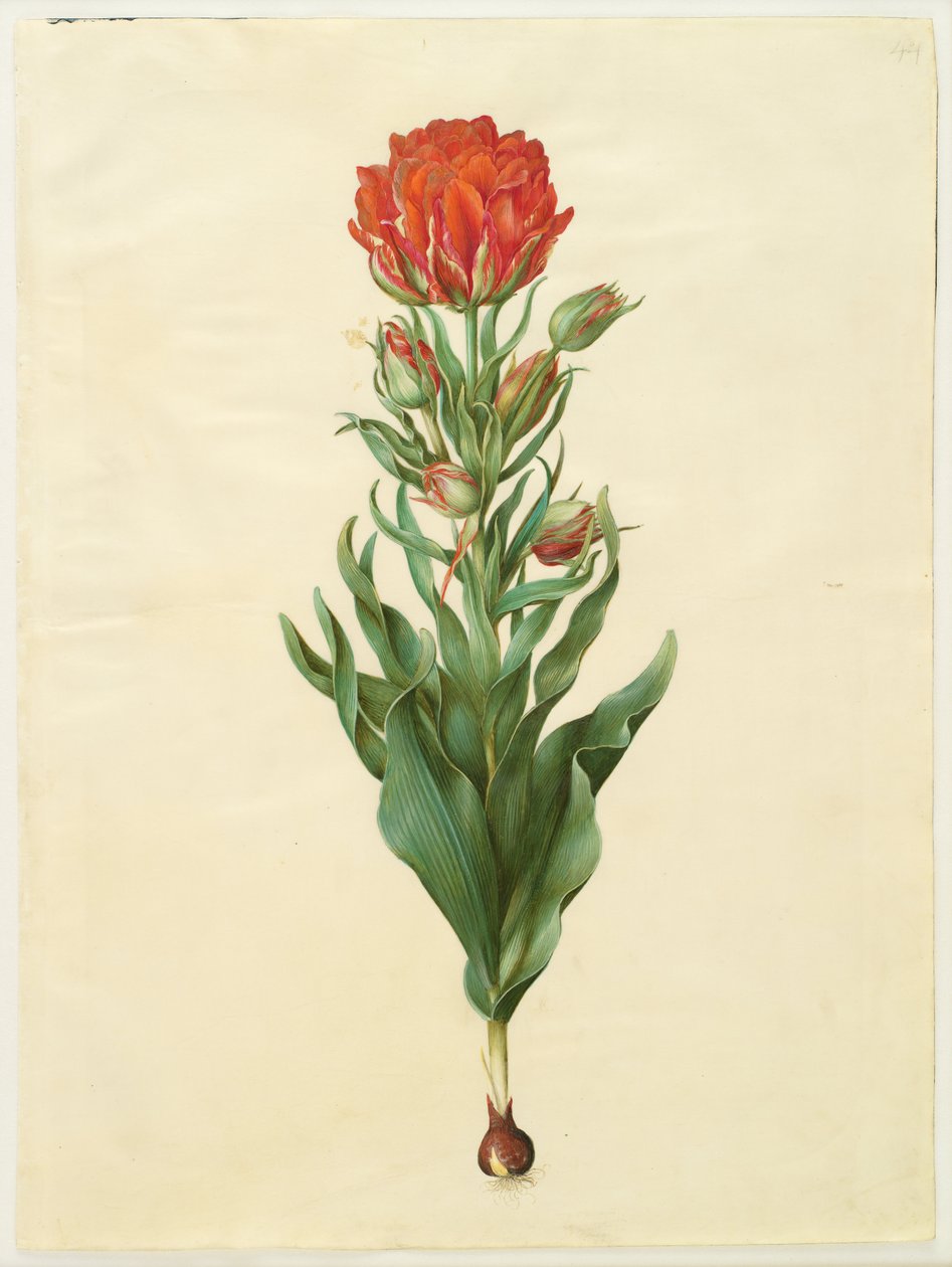Tulipa gesneriana - Hans Simon Holtzbecker