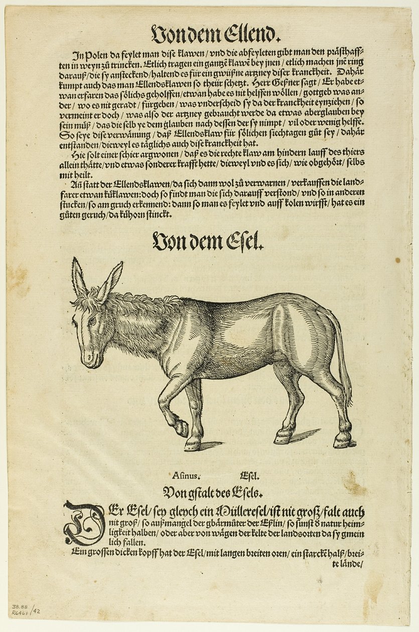 Illustration du "Thierbuch", planche 42 des gravures sur bois des livres du XVIe siècle. - Hans Asper