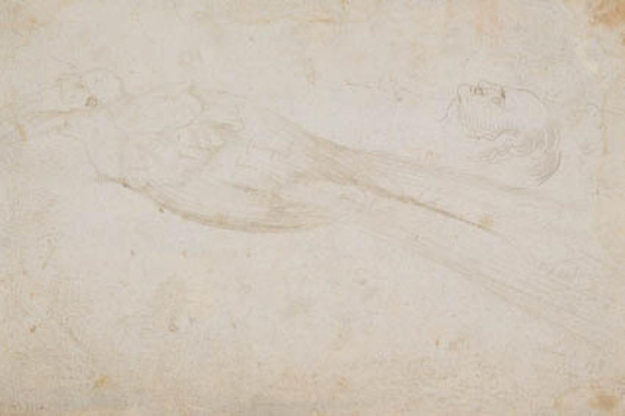 Oiseau de paradis mâle et tête d