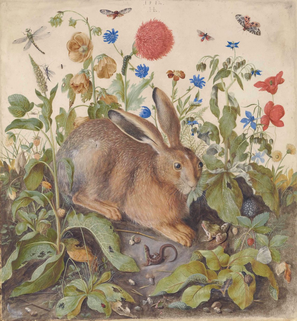 Un lièvre parmi les plantes - Hans Hoffmann