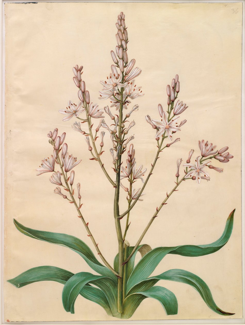 Asphodelus ramosus de l