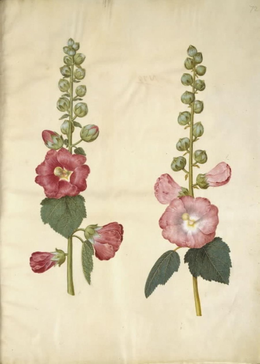 Alcea rosea (rose trémière) - Hans Simon Holtzbecker
