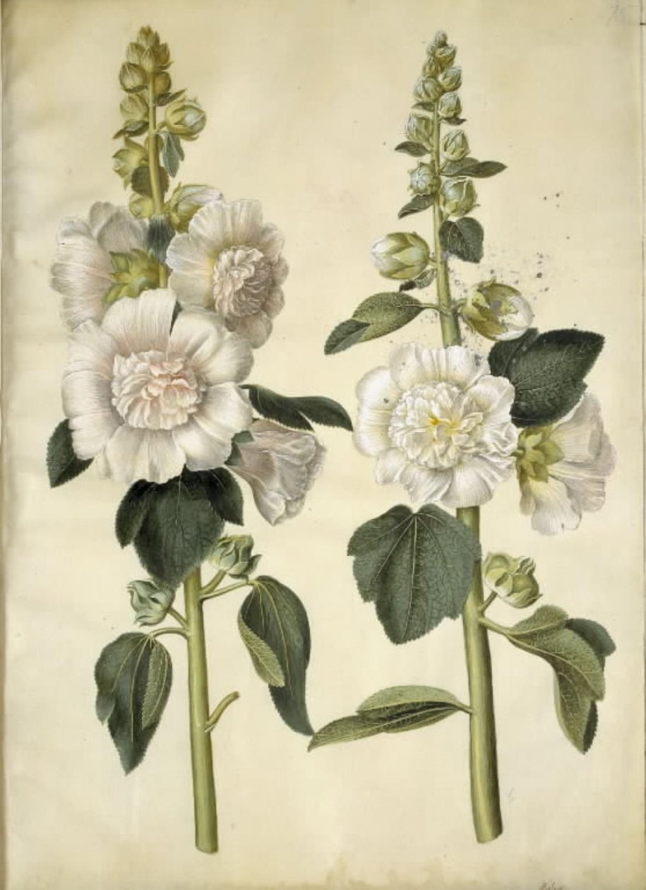 Rose trémière - Hans Simon Holtzbecker