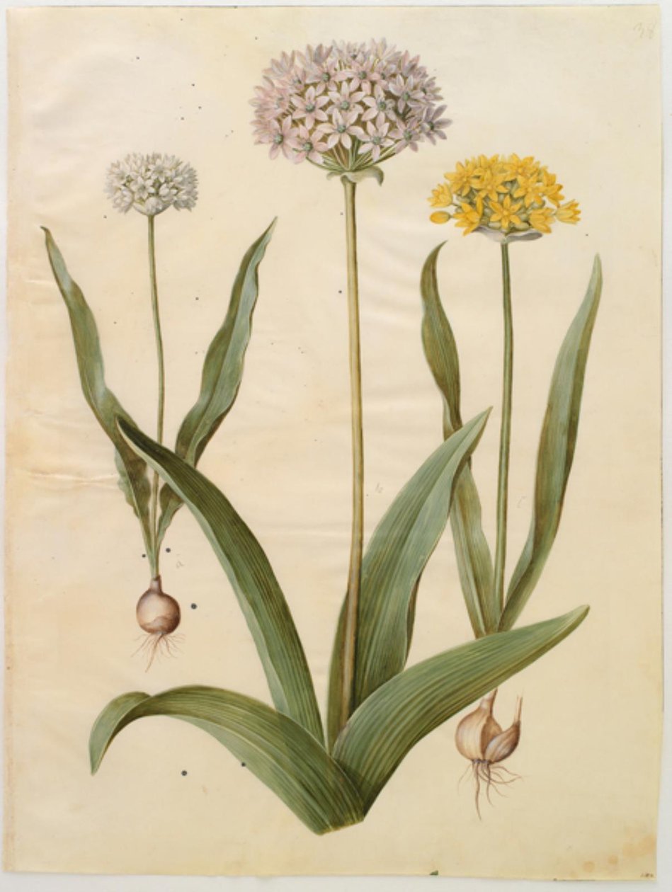 Allium moly (ail doré); Allium nigrum (ail noir) - Hans Simon Holtzbecker