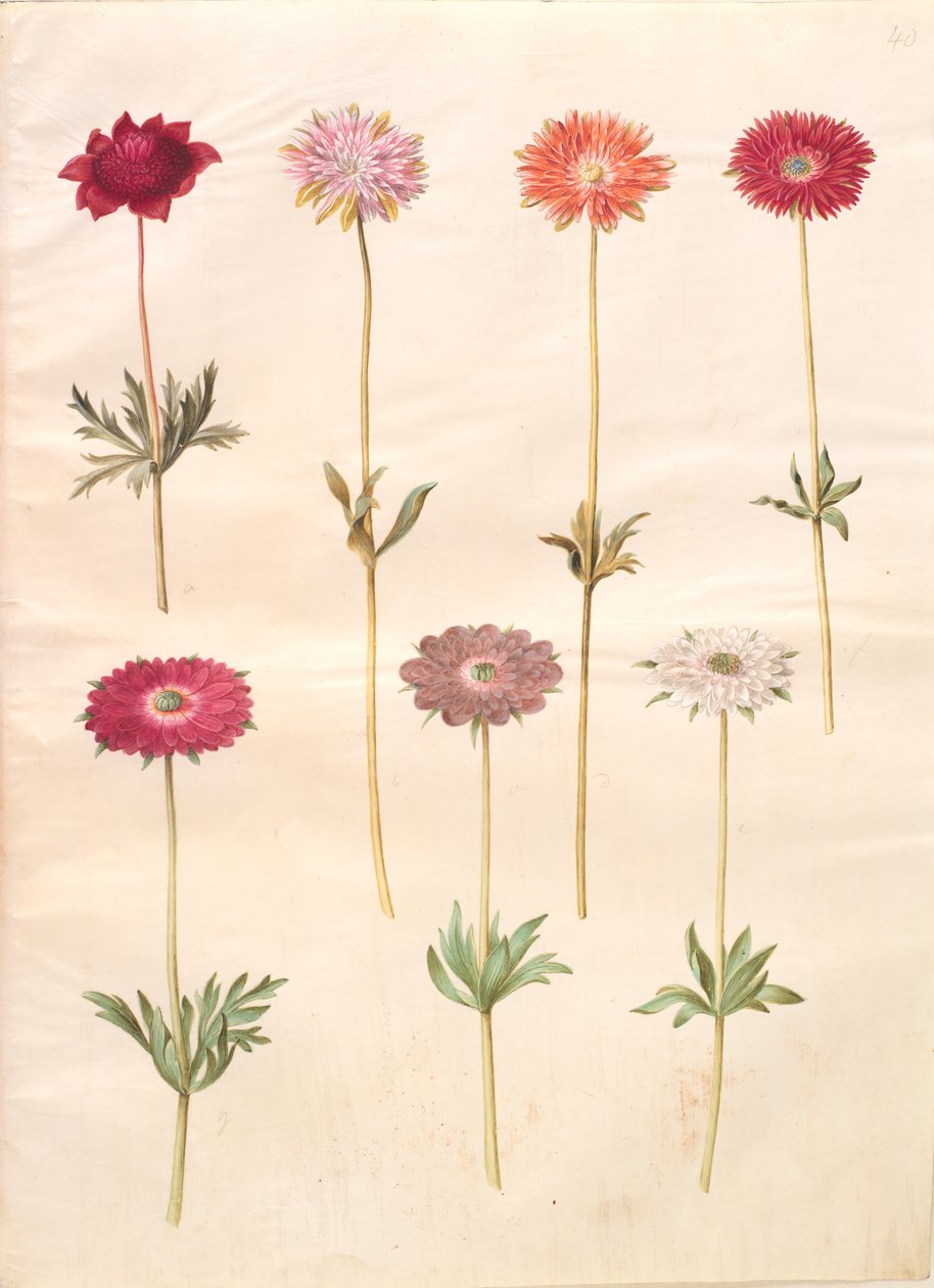 Anémone coronaria ; Anémone ×fulgens - Hans Simon Holtzbecker