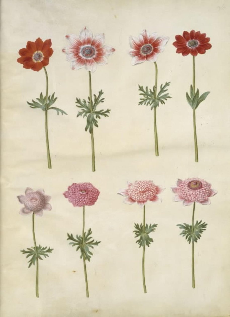 Anemone coronaria L. (anémone de France); Anemone pavonina (anémone paon) - Hans Simon Holtzbecker