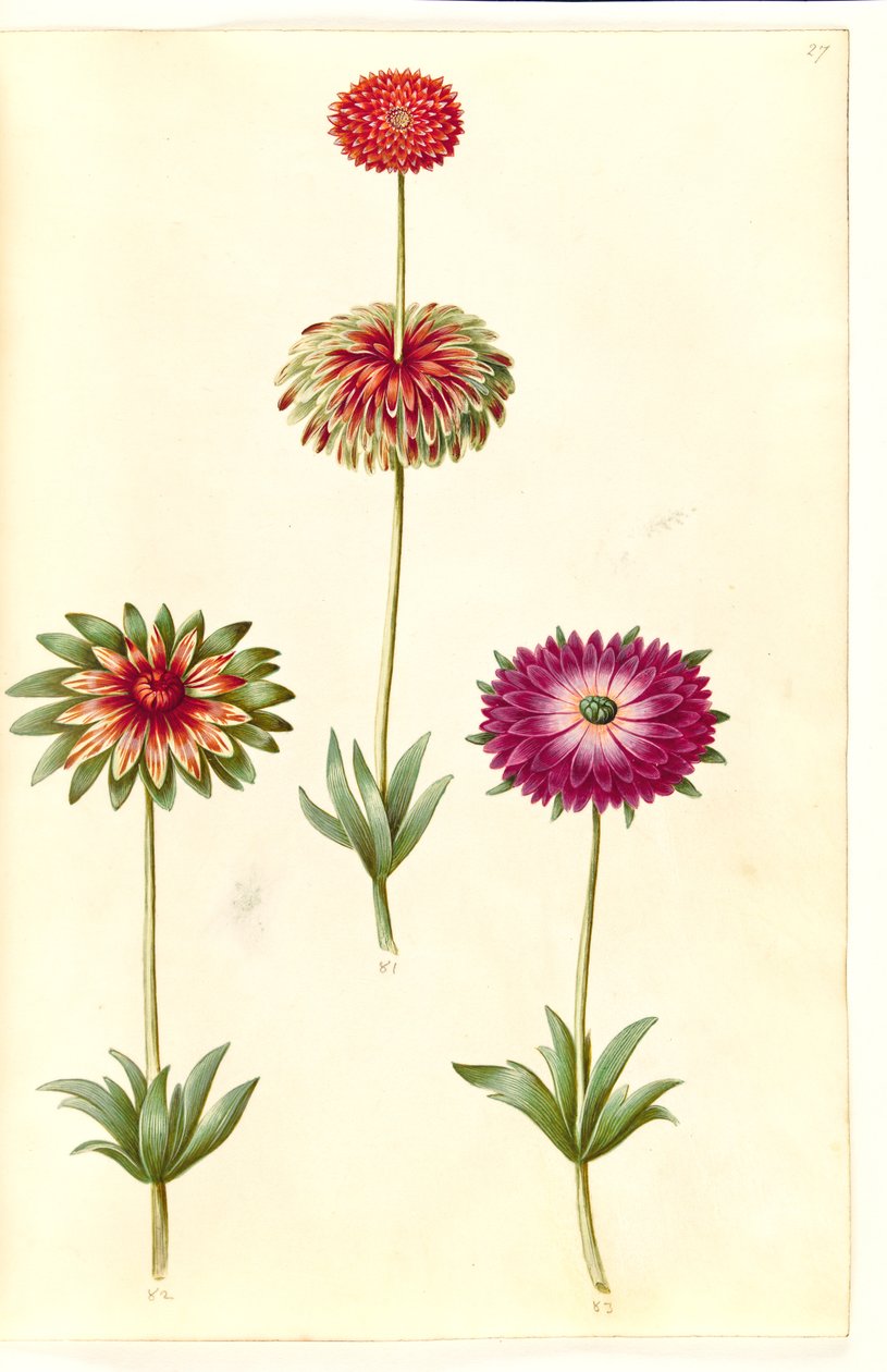 Anémone × fulgens (anémone brillante) - Hans Simon Holtzbecker