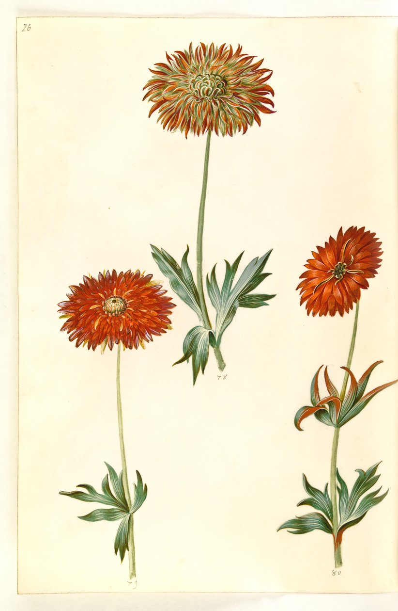 Anémone ×fulgens - Hans Simon Holtzbecker