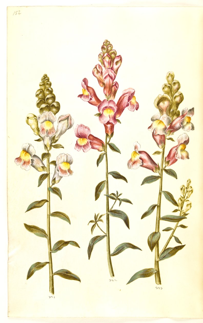 Antirrhinum majus (muflier de jardin) - Hans Simon Holtzbecker