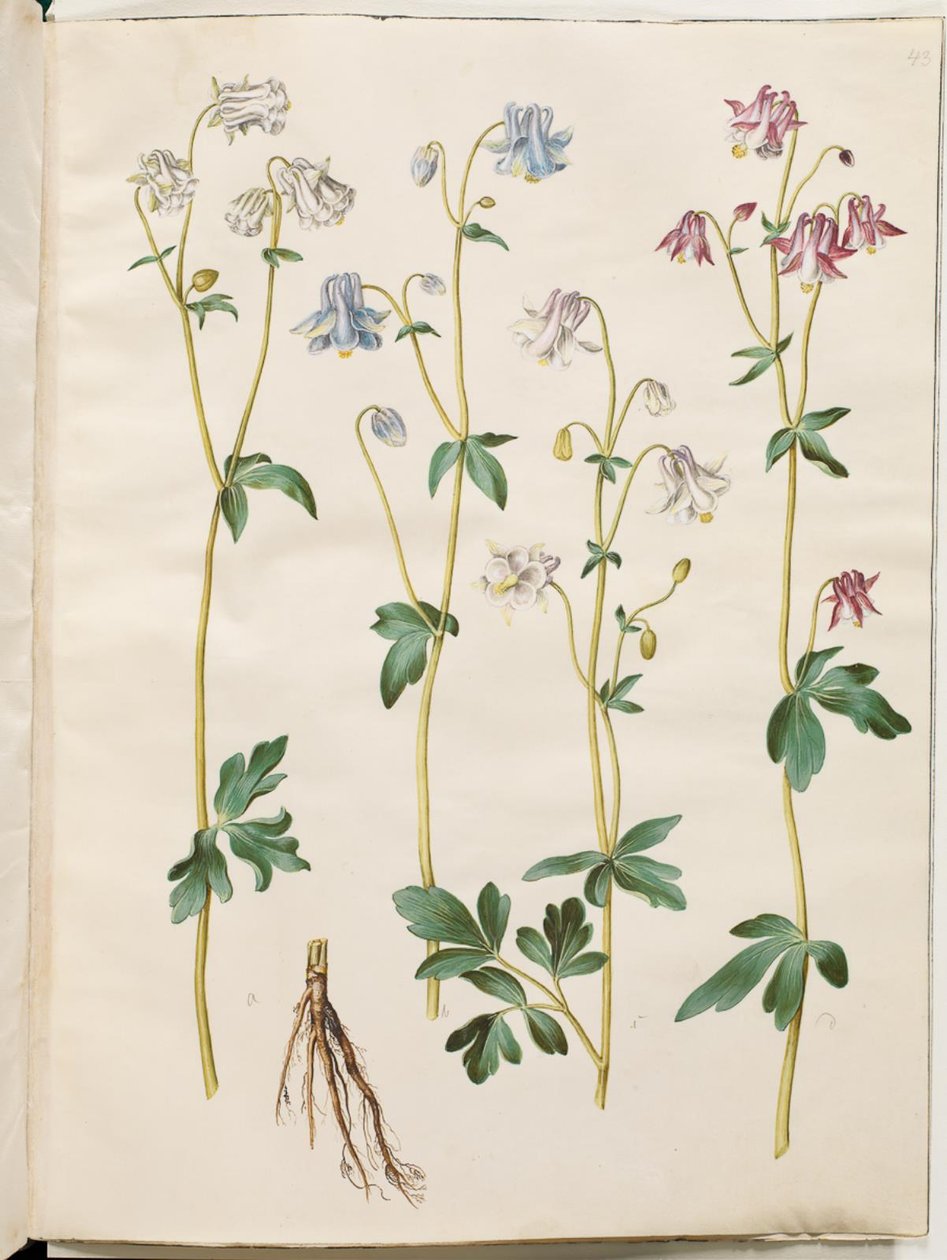 Aquilegia vulgaris (ancolie commune) - Hans Simon Holtzbecker