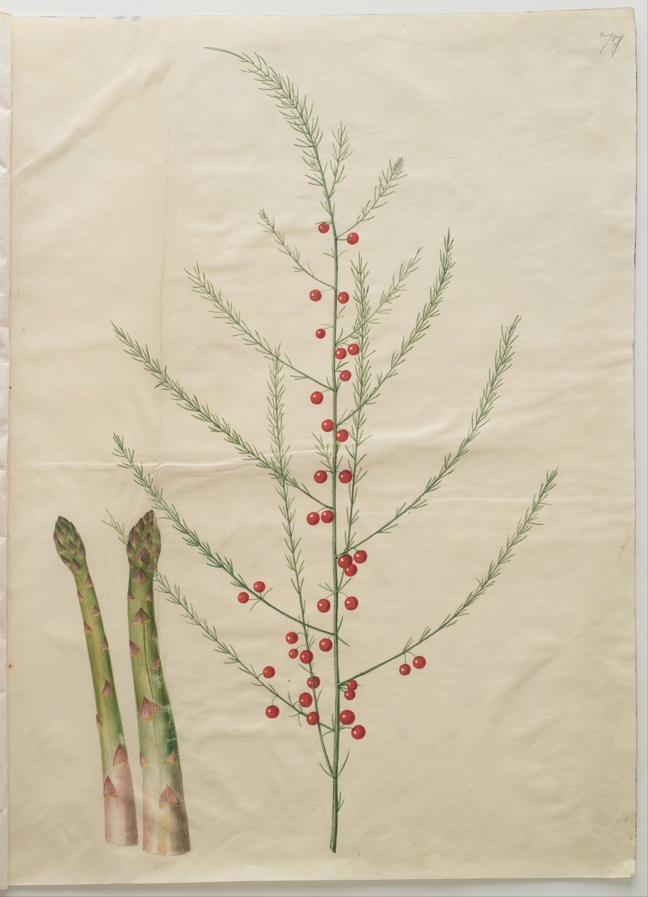 Asparagus officinalis - Hans Simon Holtzbecker