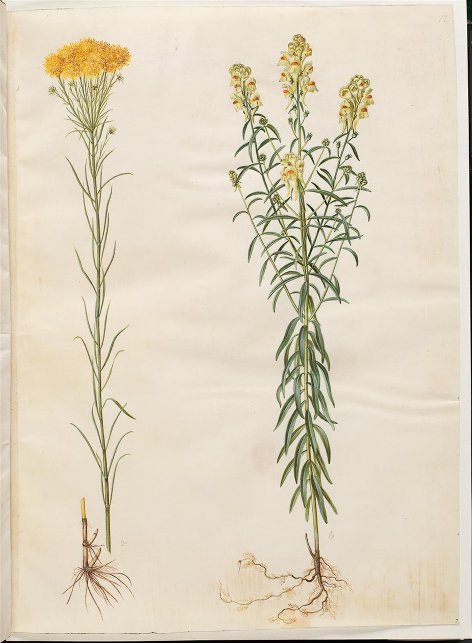 Aster linosyris (aster doré); Linaria vulgaris (linaire commune) - Hans Simon Holtzbecker