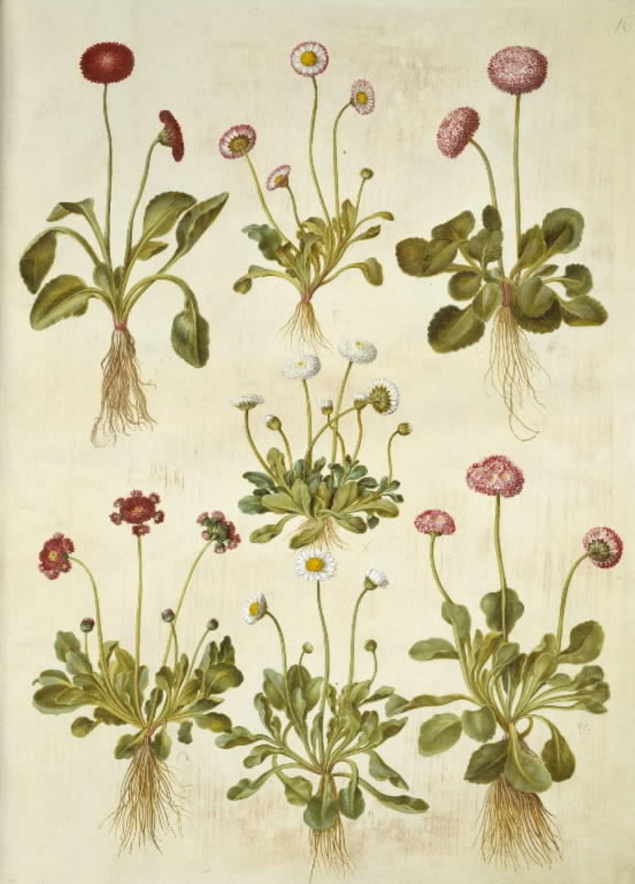 Bellis perennis (pâquerette commune) - Hans Simon Holtzbecker