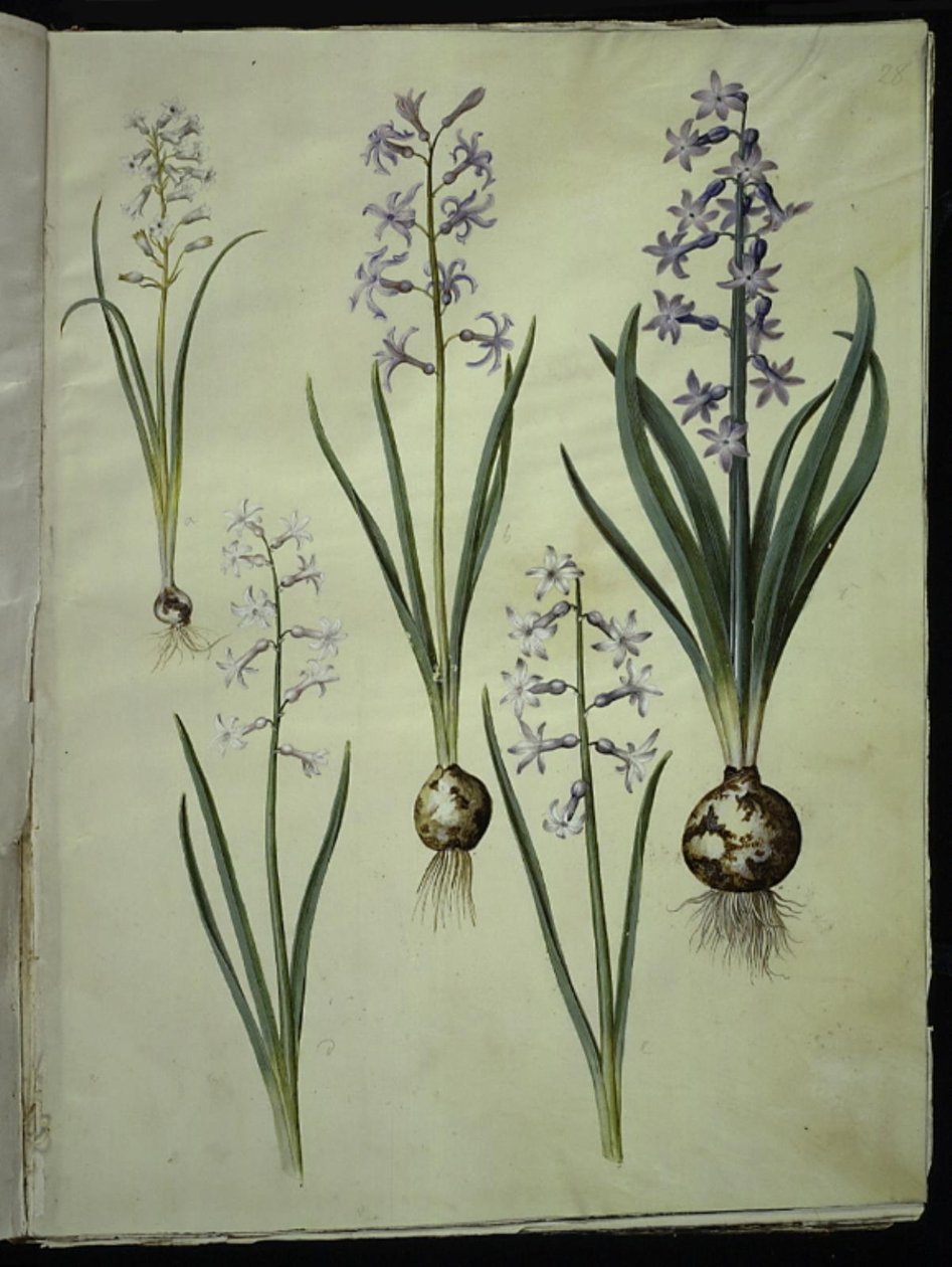 Brimeura amethystina (jacinthe des Pyrénées); Hyacinthus orientalis (jacinthe commune) - Hans Simon Holtzbecker