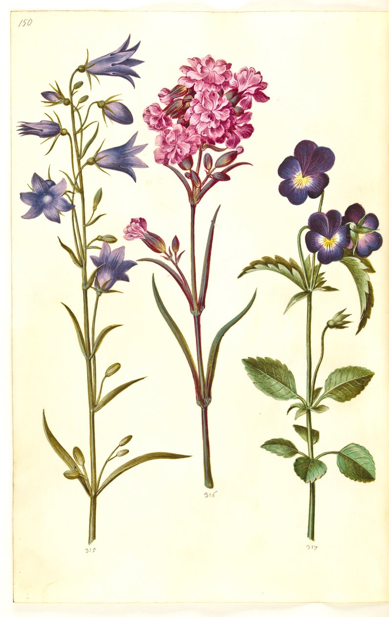 Campanula rotundifolia (campanule à feuilles rondes); Silene viscaria (silène visqueux); Viola tricolor (pensée sauvage) - Hans Simon Holtzbecker