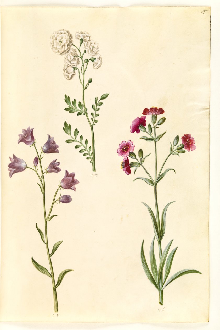 Cardamine pratensis (cresson des prés); Campanula rotundifolia (?) (campanule à feuilles rondes); Silene vulgaris (?) (silène enflé) - Hans Simon Holtzbecker