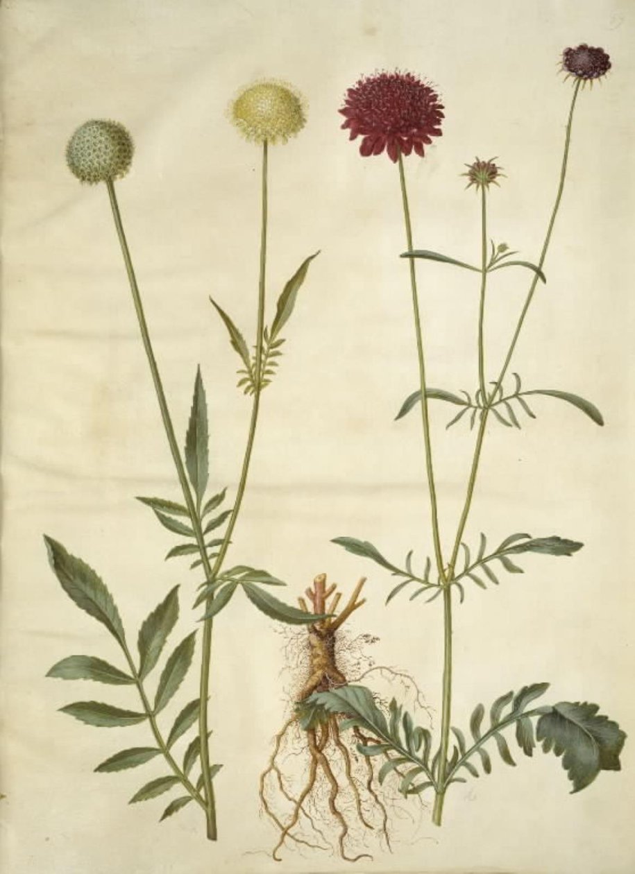 Cephalaria leucantha (hvid skælhoved); Scabiosa atropurpurea (enkeblomst) - Hans Simon Holtzbecker