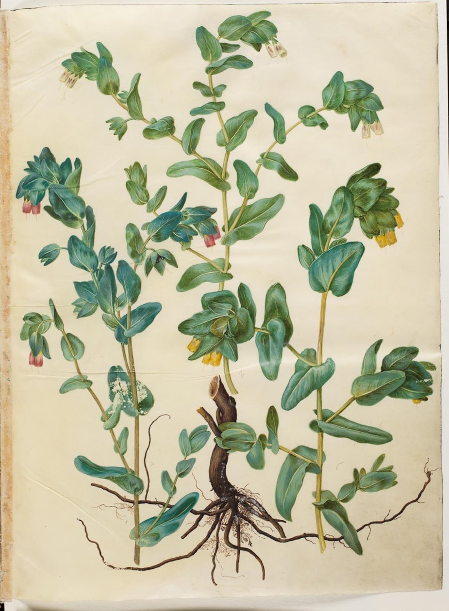 Cerinthe major - Hans Simon Holtzbecker