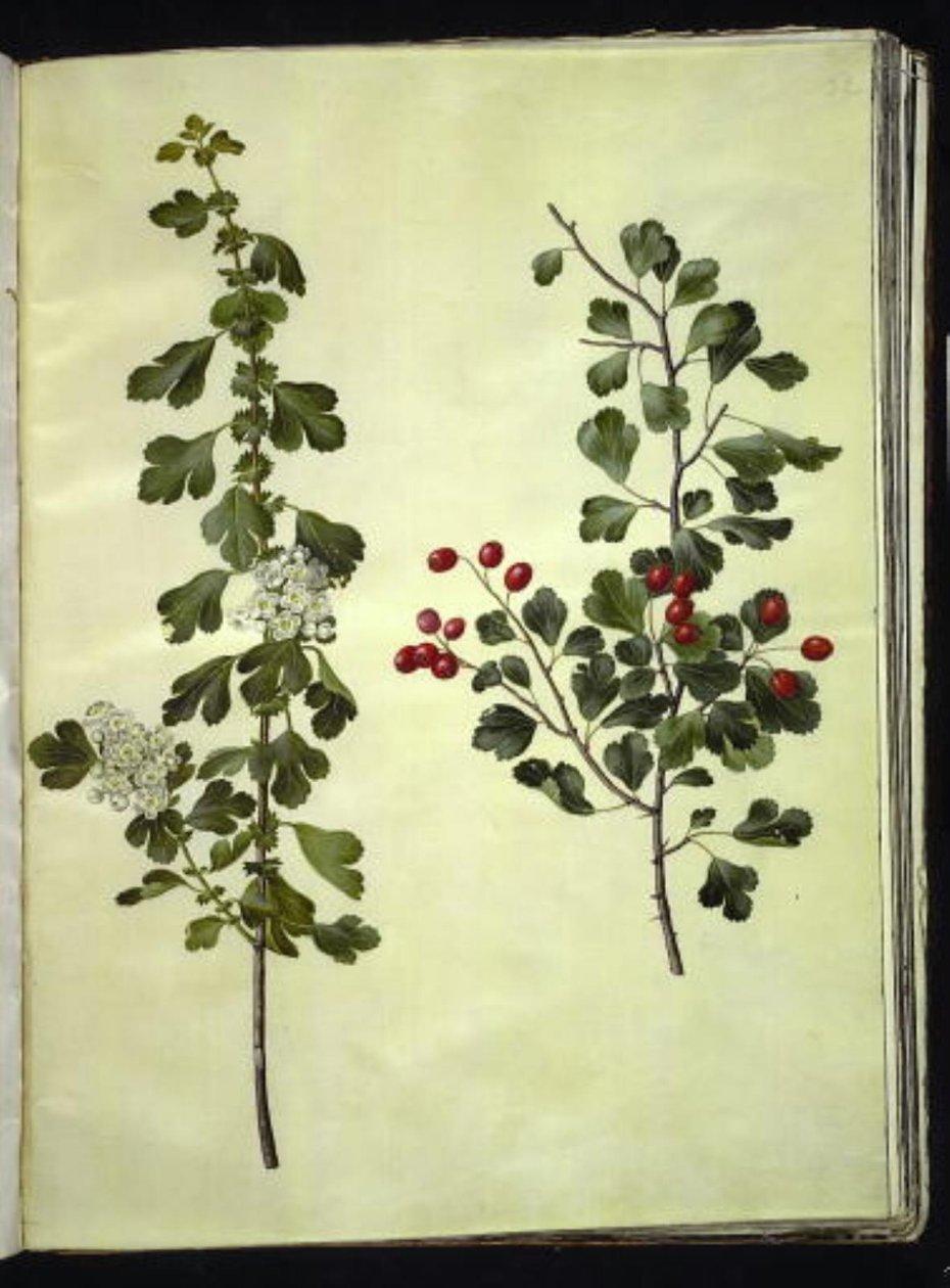Crataegus laevigata (aubépine commune) - Hans Simon Holtzbecker