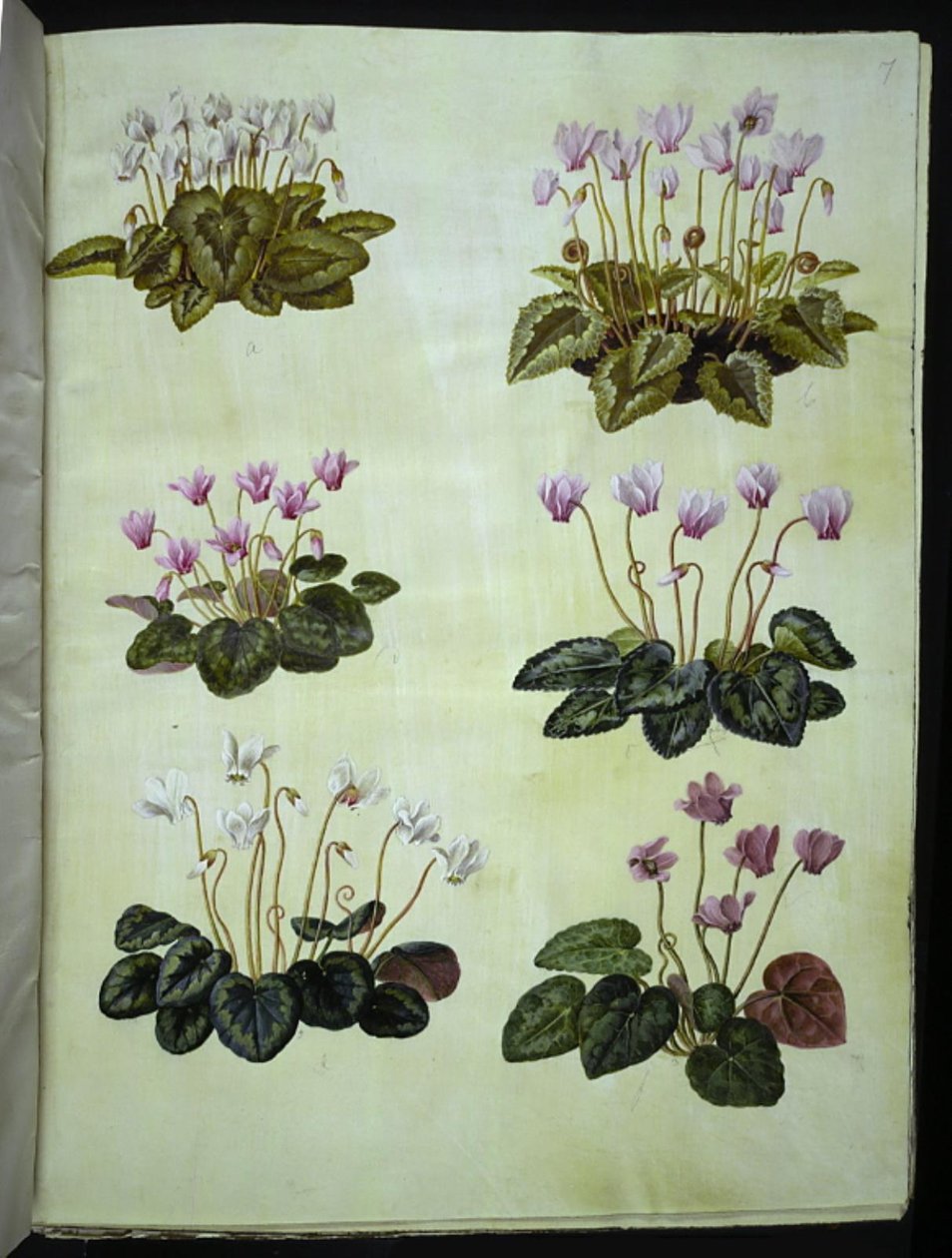 Cyclamen hederifolium (cyclamen à feuilles de lierre); Cyclamen purpurascens (cyclamen pourpre) - Hans Simon Holtzbecker