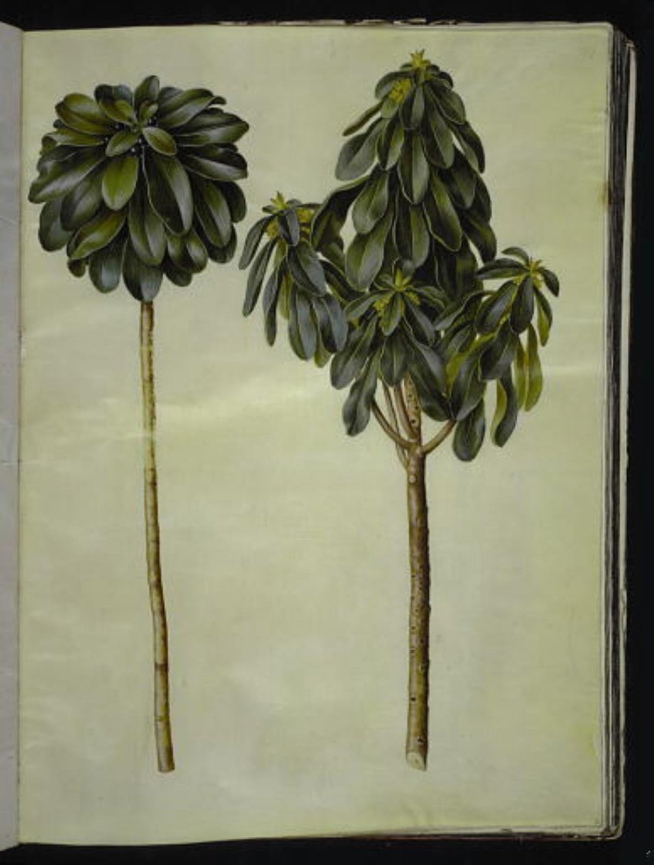 Daphne laureola - Hans Simon Holtzbecker