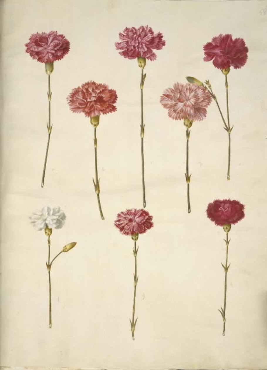 Dianthus caryophyllus (œillet) - Hans Simon Holtzbecker