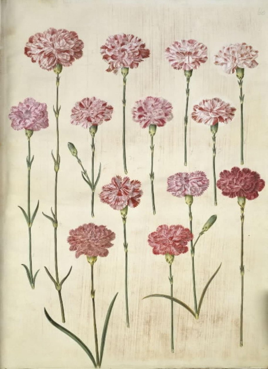 Dianthus caryophyllus (œillet de jardin) - Hans Simon Holtzbecker