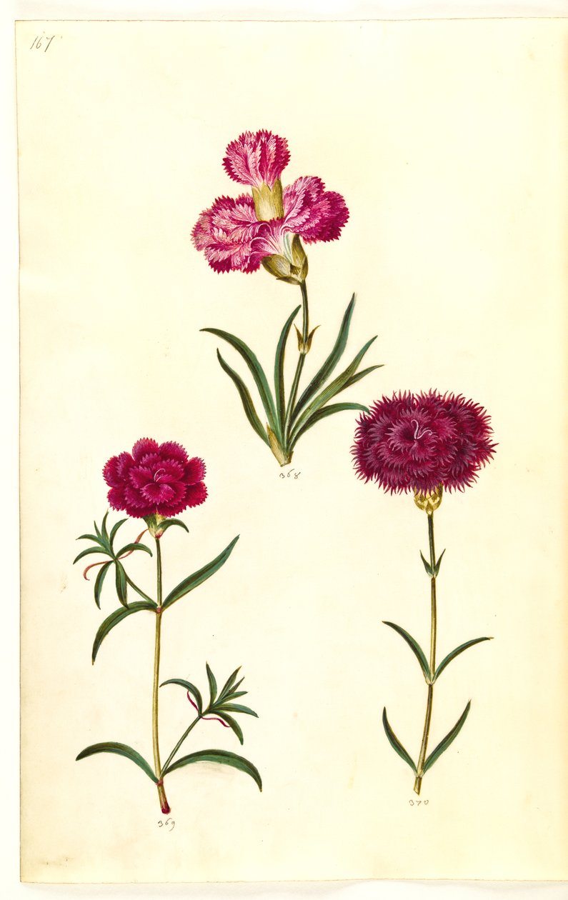 Dianthus caryophyllus (œillet) - Hans Simon Holtzbecker