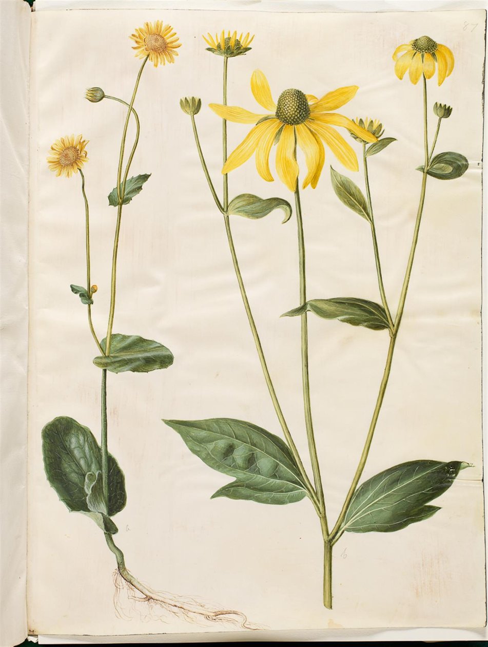 Doronicum pardalianches (doronic à feuilles cordées); Rudbeckia laciniata (rudbeckie laciniée) - Hans Simon Holtzbecker