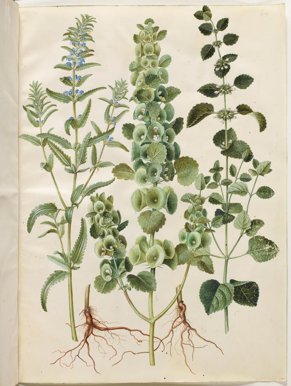 Dracocephalum moldavica (tête de dragon moldave); Moluccella spinosa (calice épineux); Melissa officinalis (mélisse citronnée) - Hans Simon Holtzbecker