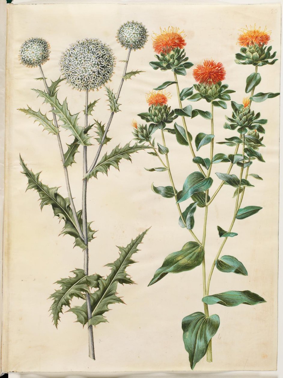Echinops sphaerocephalus (boule azurée); Carthamus tinctorius (carthame des teinturiers) - Hans Simon Holtzbecker