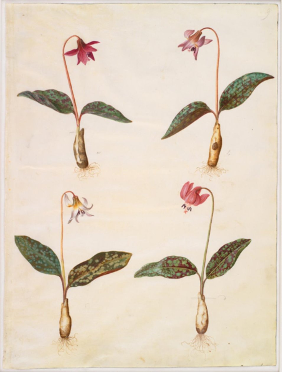 Erythronium dens-canis - Hans Simon Holtzbecker