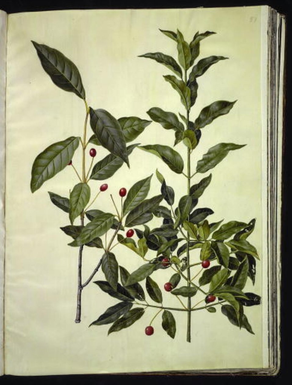 Euonymus latifolius (fusain à larges feuilles); Euonymus europaeus (fusain d