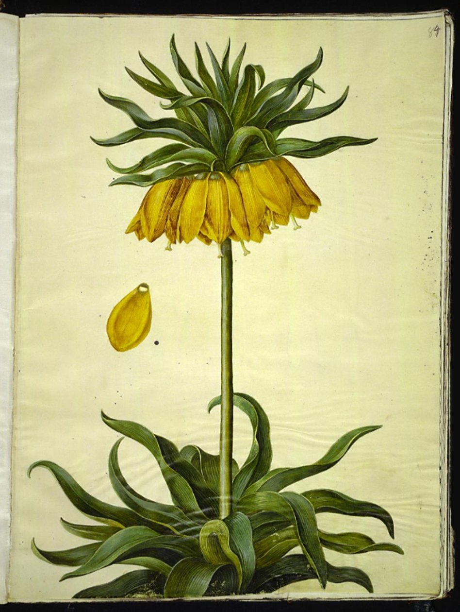 Fritillaria imperialis (couronne impériale) - Hans Simon Holtzbecker