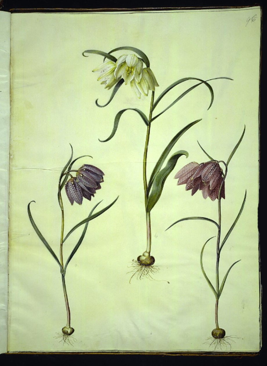 Fritillaria meleagris (fritillaire pintade) - Hans Simon Holtzbecker