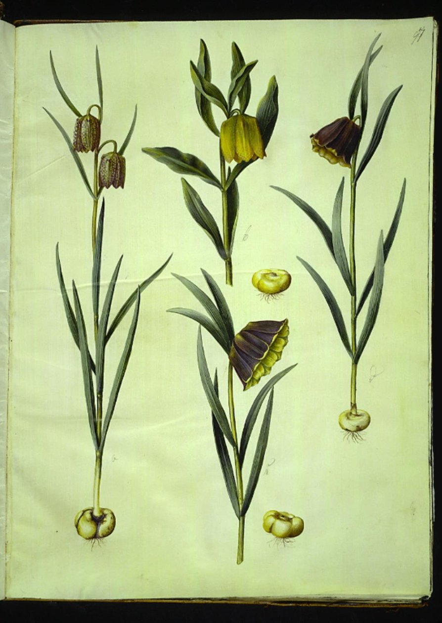 Fritillaria meleagris; Fritillaria aurea ou Fritillaria tubiformis & moggridgei; Fritillaria montana - Hans Simon Holtzbecker