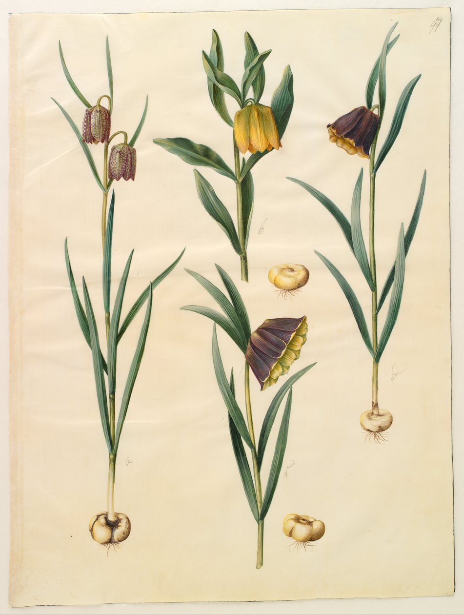 Fritillaria meleagris ; Fritullaria lutea eller Fritullaria latifolia var lutea ; Fritillaria pyrenaica - Hans Simon Holtzbecker