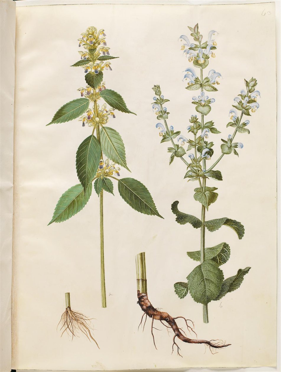 Galeopsis speciosa; Salvia sclarea - Hans Simon Holtzbecker