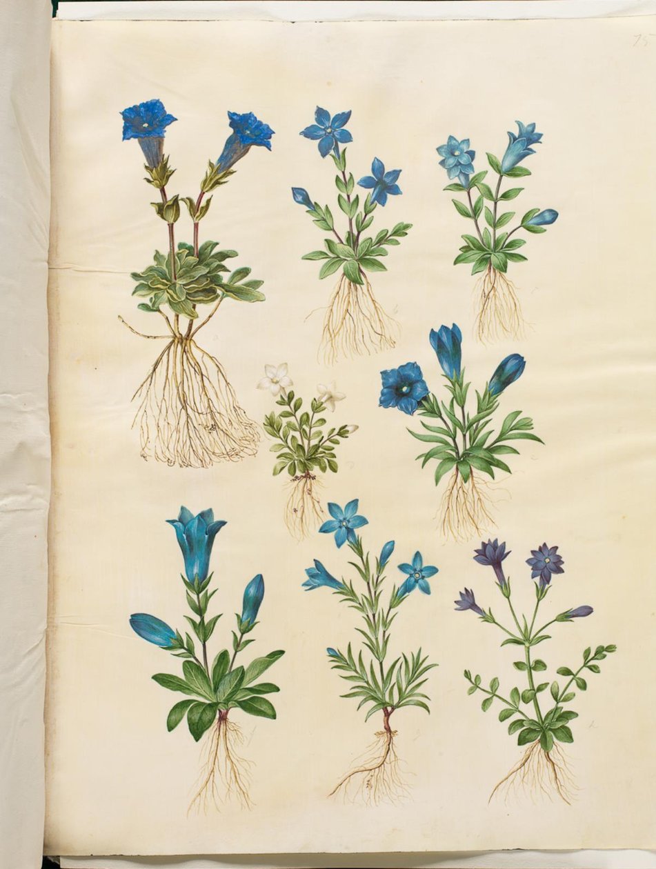 Gentiana acaulis (gentiane acaule); Gentiana verna (gentiane printanière); Gentiana acaulis (gentiane acaule); Gentiana (espèce de gentiane) - Hans Simon Holtzbecker