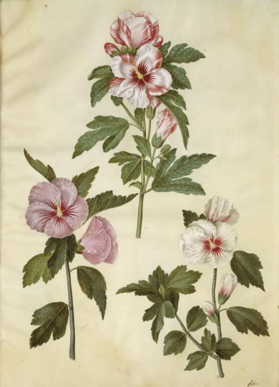 Hibiscus syriacus (rose de Syrie) - Hans Simon Holtzbecker