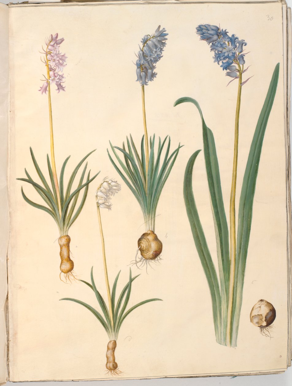 Hyacinthoides non-scripta (jacinthe des bois); Hyacinthoides hispanica (jacinthe espagnole) - Hans Simon Holtzbecker