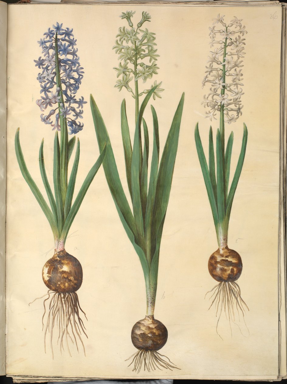 Hyacinthus orientalis (jacinthe commune) - Hans Simon Holtzbecker