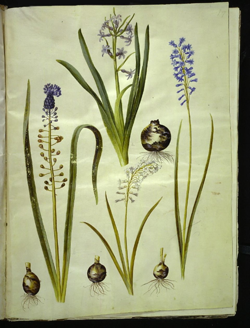 Hyacinthus orientalis (jacinthe commune); Muscari comosum (jacinthe à toupet); Brimeura amethystina (jacinthe des Pyrénées) - Hans Simon Holtzbecker
