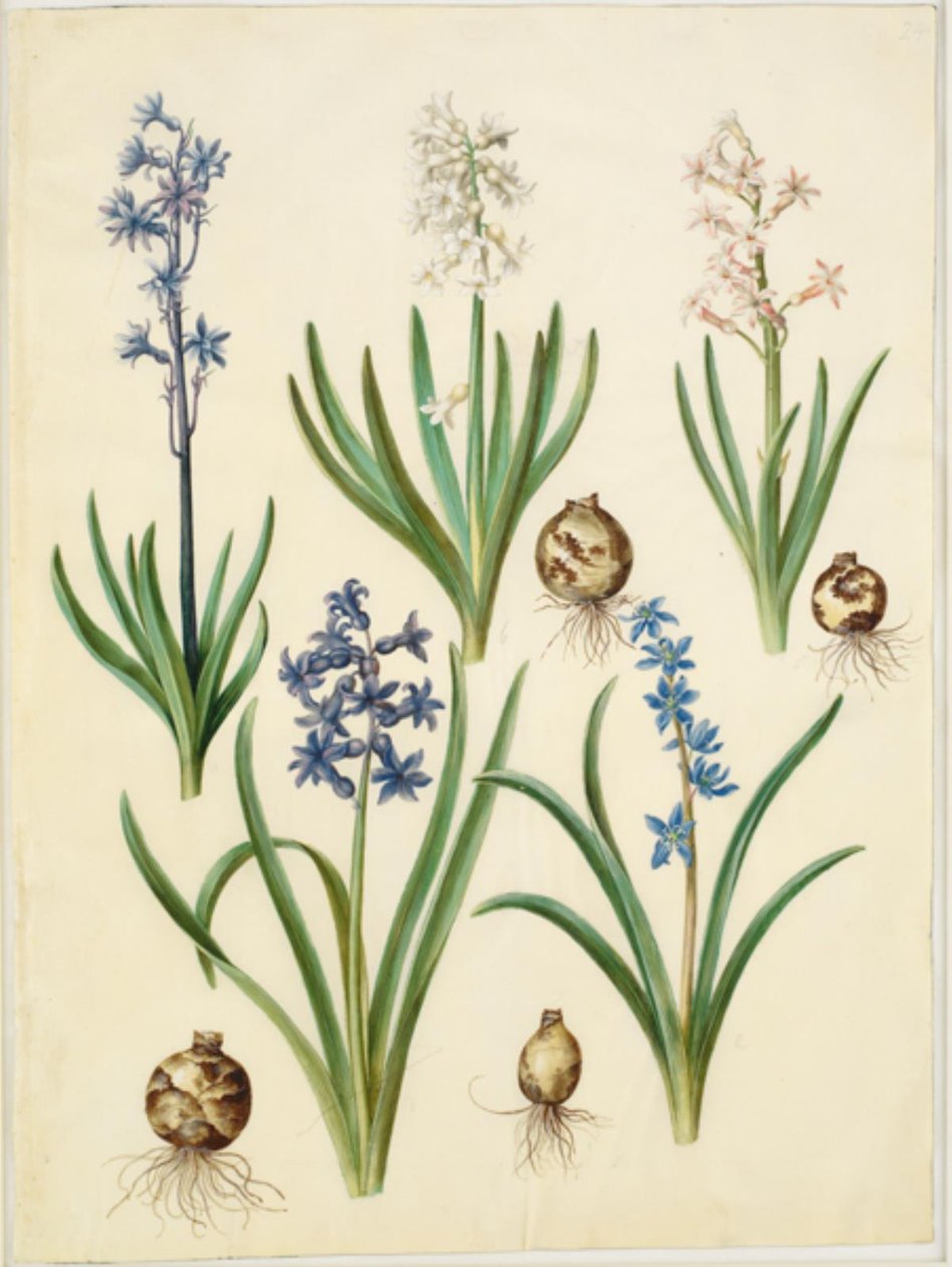 Hyacinthus orientalis (jacinthe commune); Scilla amoena (scille amène) - Hans Simon Holtzbecker