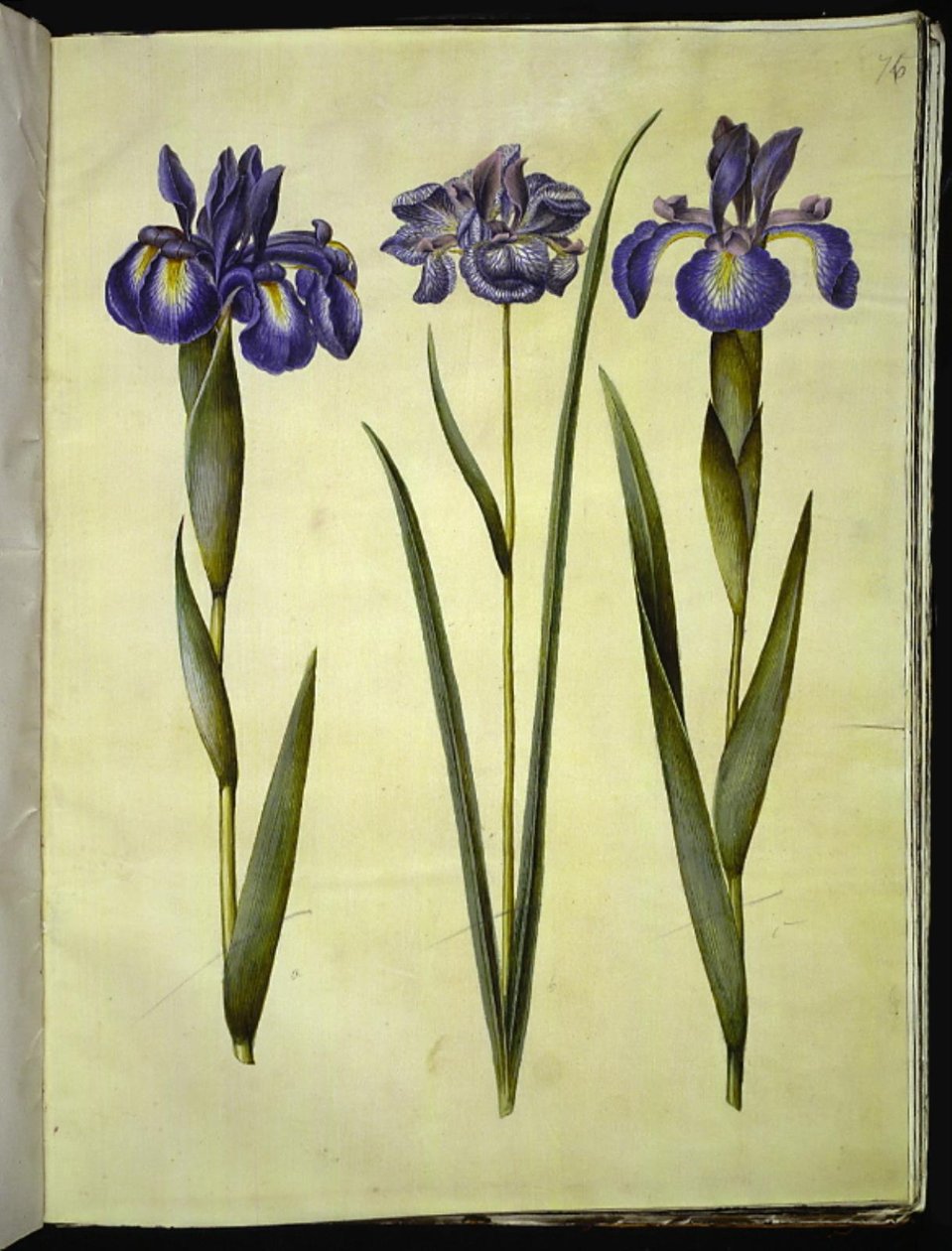 Iris latifolia (iris anglais); Iris sibirica (iris de Sibérie) - Hans Simon Holtzbecker