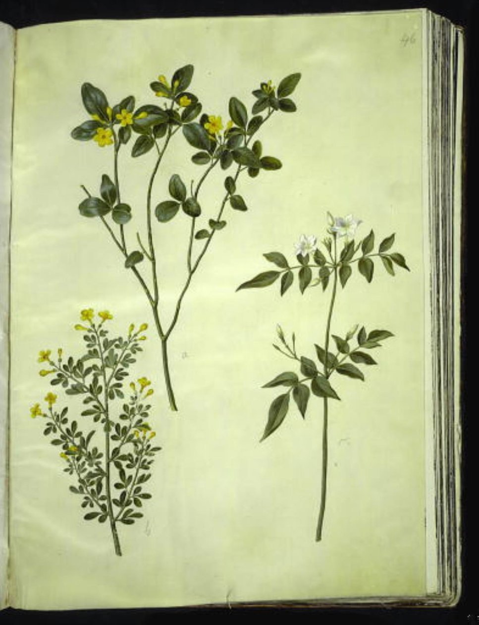 Jasminum odoratissimum; Jasminum fruticans; Jasminum grandiflorum - Hans Simon Holtzbecker
