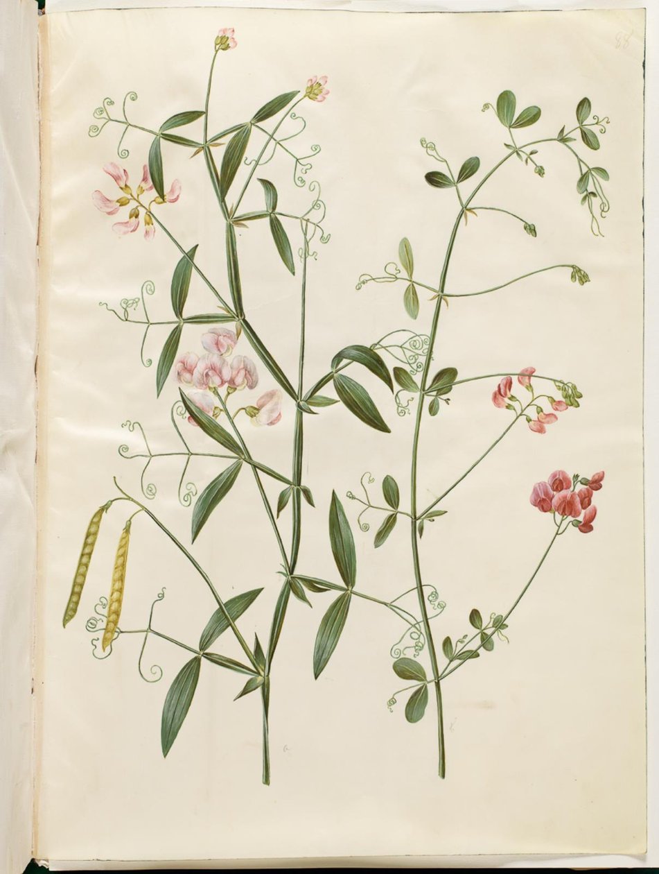 Lathyrus sylvestris (pois vivace); Lathyrus tuberosus (pois tubéreux) - Hans Simon Holtzbecker