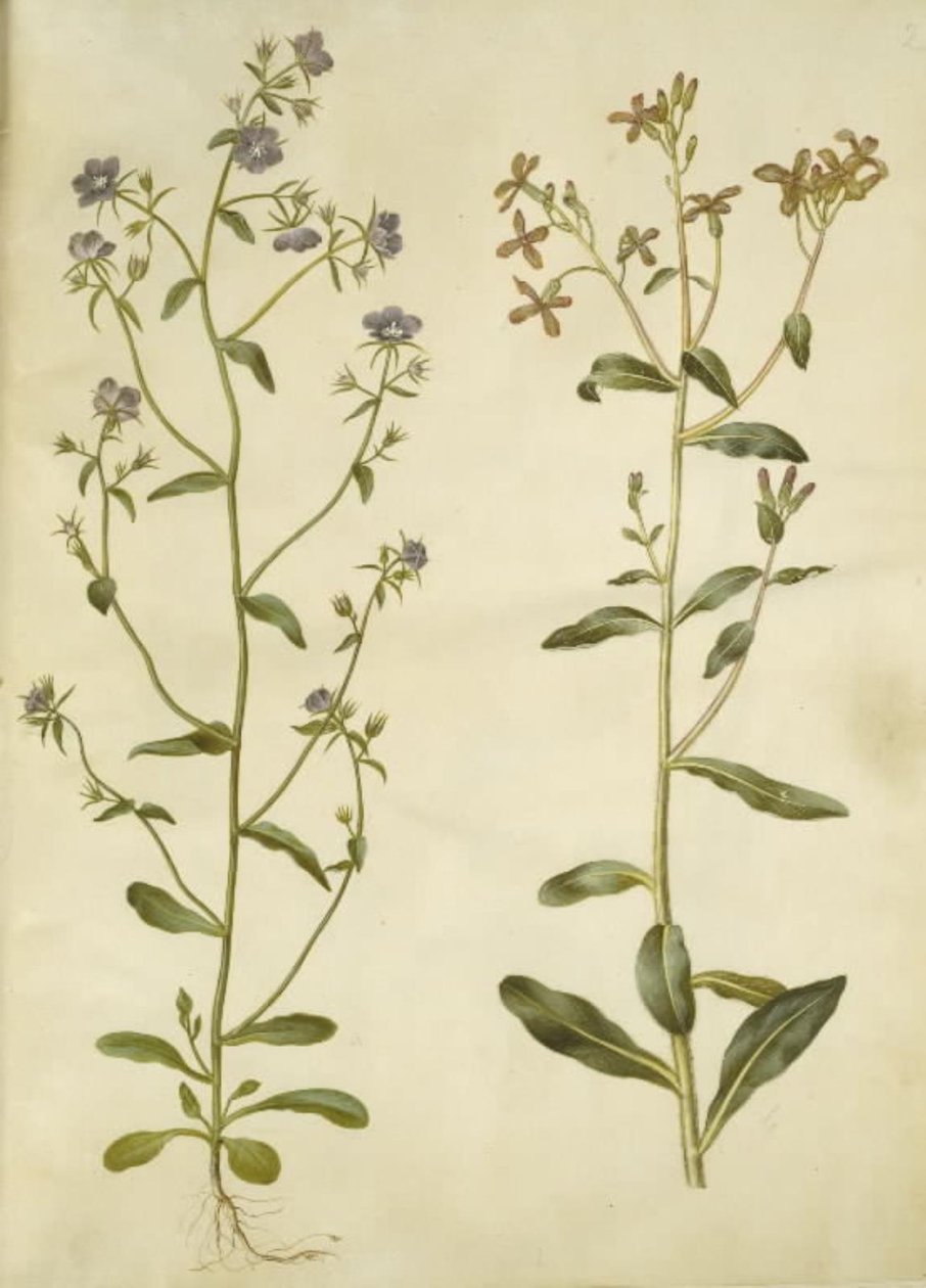 Legousia speculum-veneris (vrai miroir de Vénus); Hesperis tristis (violon de nuit) - Hans Simon Holtzbecker