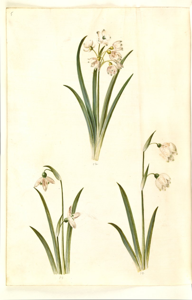 Leucojum aestivum (nivéole d