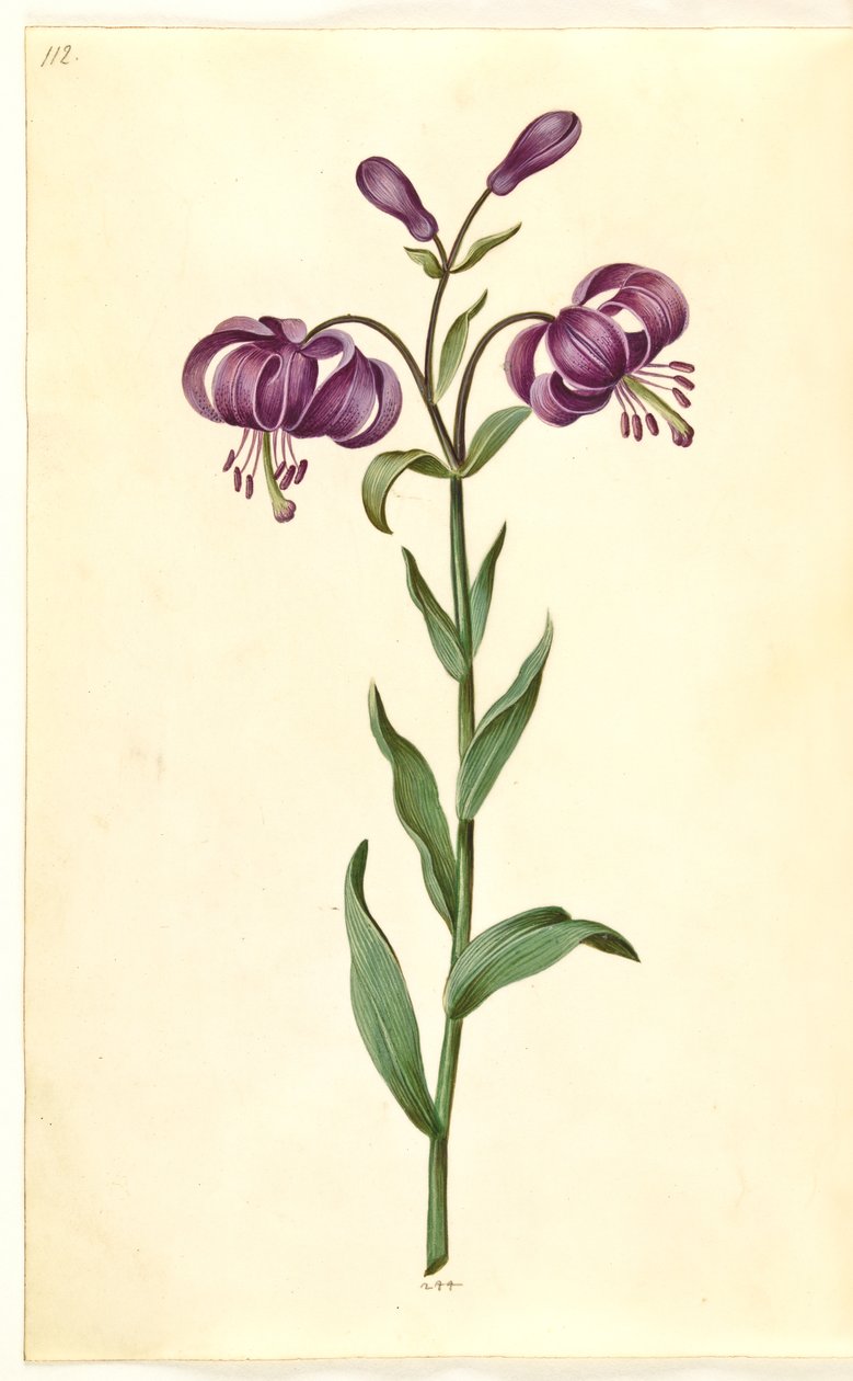 Lilium martagon (lis martagon) - Hans Simon Holtzbecker